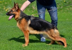 Ny hund til kennelen