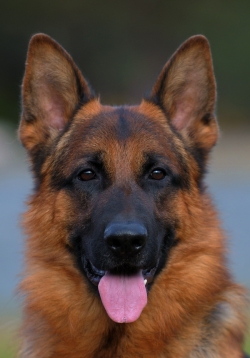 Chicco